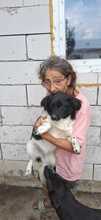 AMBER, Hund, Mischlingshund in Rumänien - Bild 3