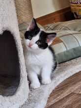SMILEY, Katze, Europäisch Kurzhaar in Bramsche - Bild 1