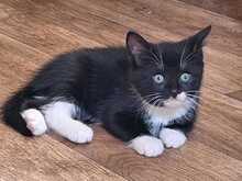SMILEY, Katze, Europäisch Kurzhaar in Bramsche - Bild 3