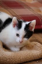 SMILEY, Katze, Europäisch Kurzhaar in Bramsche - Bild 4