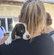 GABBY, Hund, Mischlingshund in Rumänien - Bild 1
