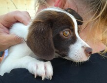 GABBY, Hund, Mischlingshund in Rumänien - Bild 2
