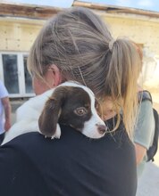 GABBY, Hund, Mischlingshund in Rumänien - Bild 3