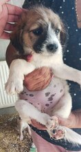 GIULIA, Hund, Mischlingshund in Rumänien - Bild 2