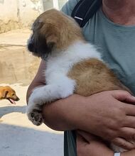 GIULIA, Hund, Mischlingshund in Rumänien - Bild 4