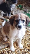 GIULIA, Hund, Mischlingshund in Rumänien - Bild 5