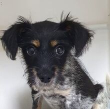 GISELLE, Hund, Mischlingshund in Rumänien - Bild 1