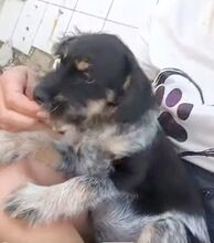 GISELLE, Hund, Mischlingshund in Rumänien - Bild 2