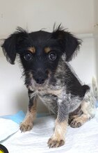 GISELLE, Hund, Mischlingshund in Rumänien - Bild 4