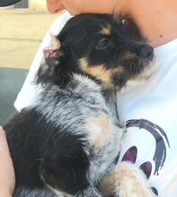 GISELLE, Hund, Mischlingshund in Rumänien - Bild 5