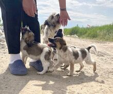 GISELLE, Hund, Mischlingshund in Rumänien - Bild 6