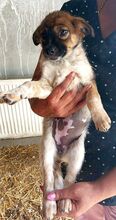GWEN, Hund, Mischlingshund in Rumänien - Bild 2