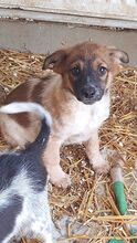 GWEN, Hund, Mischlingshund in Rumänien - Bild 3