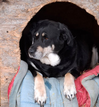 LUCA7, Hund, Kopp-Mischling in Ungarn - Bild 1