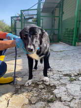 CHOICE, Hund, Mischlingshund in Italien - Bild 1