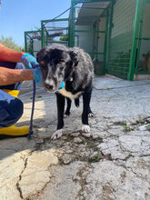 CHOICE, Hund, Mischlingshund in Italien - Bild 2