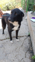 CHOICE, Hund, Mischlingshund in Italien - Bild 4