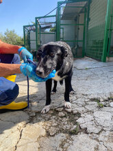 CHOICE, Hund, Mischlingshund in Italien - Bild 5