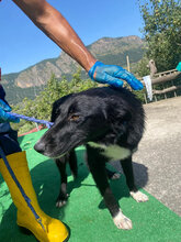 CHOICE, Hund, Mischlingshund in Italien - Bild 6