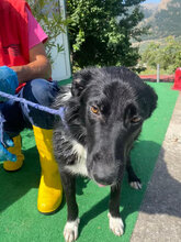CHOICE, Hund, Mischlingshund in Italien - Bild 7