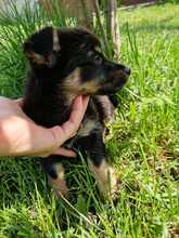 CHIA, Hund, Mischlingshund in Rumänien - Bild 10