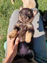 CHIA, Hund, Mischlingshund in Rumänien - Bild 11