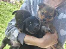 CHIA, Hund, Mischlingshund in Rumänien - Bild 15