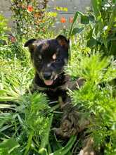 CHIA, Hund, Mischlingshund in Rumänien - Bild 16