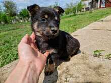 CHIA, Hund, Mischlingshund in Rumänien - Bild 2