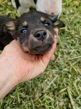 CHIA, Hund, Mischlingshund in Rumänien - Bild 5