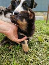 CHIA, Hund, Mischlingshund in Rumänien - Bild 7