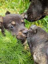 CHIA, Hund, Mischlingshund in Rumänien - Bild 8