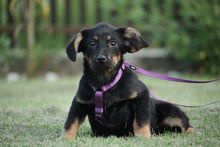 IVY, Hund, Mischlingshund in Hagen - Bild 1