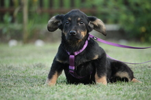 IVY, Hund, Mischlingshund in Hagen - Bild 2