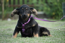 IVY, Hund, Mischlingshund in Hagen - Bild 3