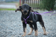 IVY, Hund, Mischlingshund in Hagen - Bild 4