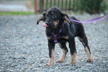 IVY, Hund, Mischlingshund in Hagen - Bild 5