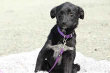 COCINA, Hund, Mischlingshund in Hagen - Bild 2