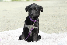 COCINA, Hund, Mischlingshund in Hagen - Bild 3