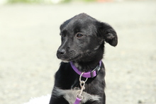 COCINA, Hund, Mischlingshund in Hagen - Bild 4