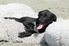 COCINA, Hund, Mischlingshund in Hagen - Bild 5