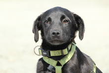 MILLIE, Hund, Mischlingshund in Hagen - Bild 1