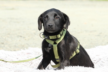 MILLIE, Hund, Mischlingshund in Hagen - Bild 2
