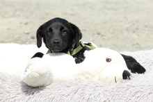 MILLIE, Hund, Mischlingshund in Hagen - Bild 3
