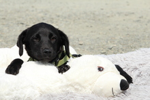 MILLIE, Hund, Mischlingshund in Hagen - Bild 4