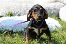 MAELISA, Hund, Mischlingshund in Hagen - Bild 1
