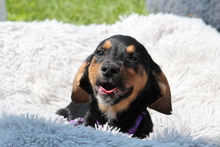 MAELISA, Hund, Mischlingshund in Hagen - Bild 3