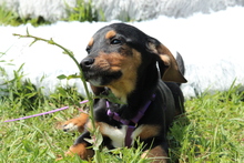 MAELISA, Hund, Mischlingshund in Hagen - Bild 4