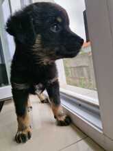 CHICA, Hund, Mischlingshund in Rumänien - Bild 10