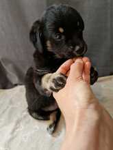CHICA, Hund, Mischlingshund in Rumänien - Bild 11